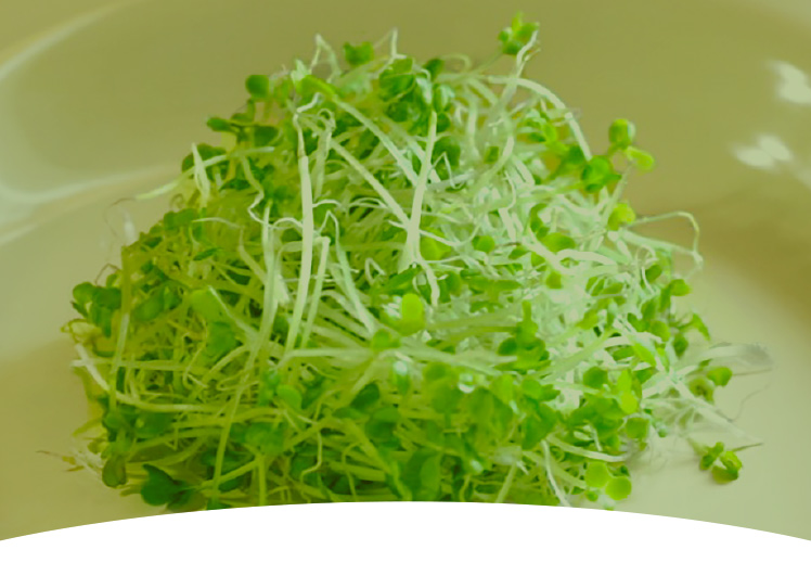 ちょっと高い豆もやしを選ぶ3つの理由。さらに豆もやしの最強レシピをご紹介。あの韓国ドラマにも登場した至高のスープが作れます