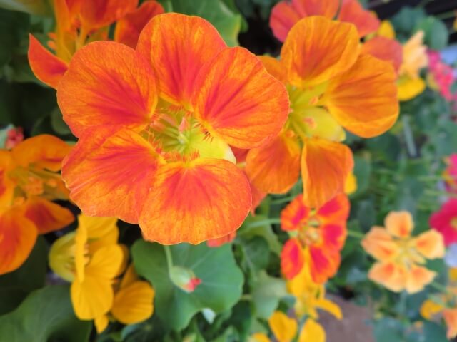 ナスタチウムの育て方栽培に適した日当たりや肥料など管理方法を紹介となりのカインズさん