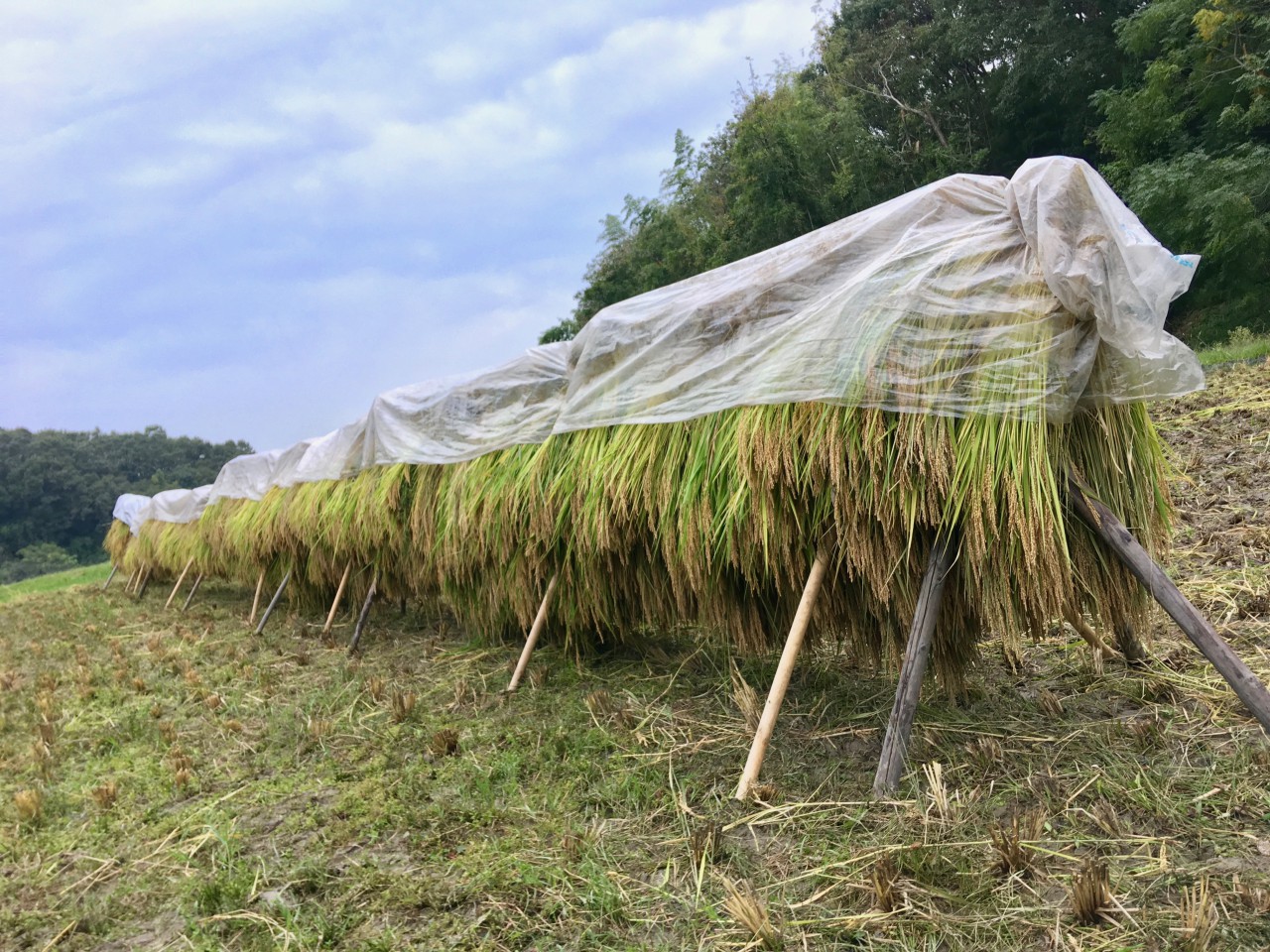 天日での乾燥と稲の運搬稲作の歴史とそれを支えた伝統農具稲作の歴史クボタのたんぼ学んで楽しい！たんぼの総合情報サイト