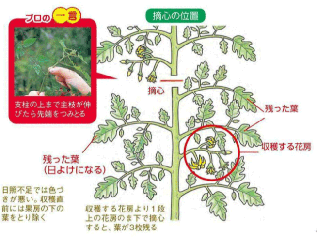 トマトの剪定を解説！摘心やわき芽かきのやり方、段の数え方は？🍀GreenSnap グリーンスナップ