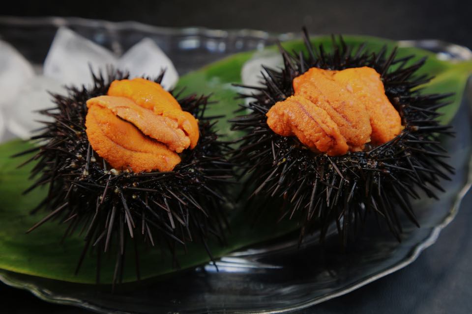 日本三大珍味「このわた」の生産が最盛期 理論上は無限に作れる？TSURINEWS