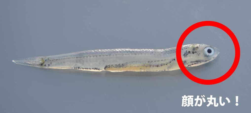 シラスの商品パックにフグの稚魚混入 茅ケ崎のスーパーカナロコ by 神奈川新聞