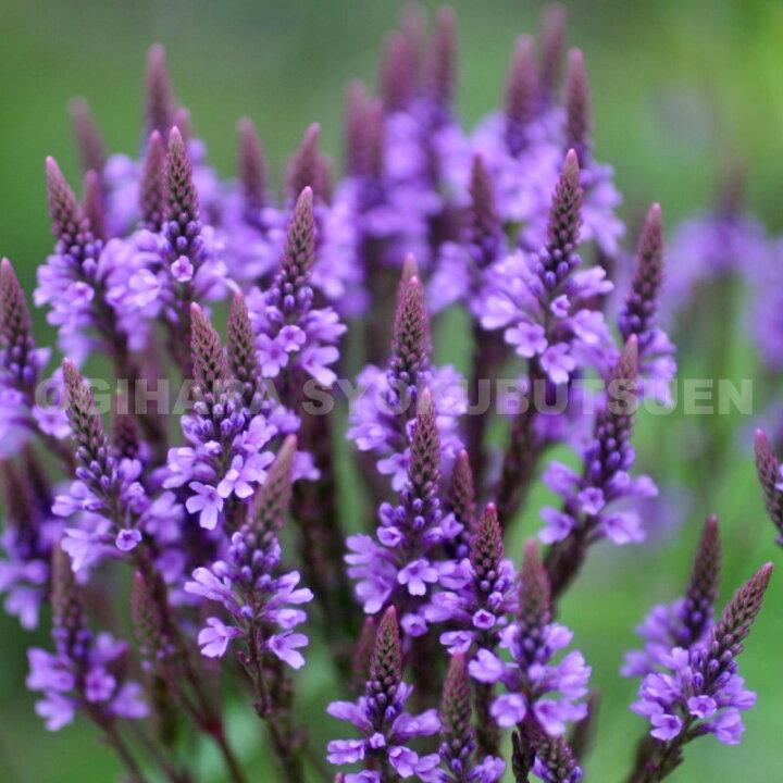 バーベナ ハスタータ ホワイトスパイヤー - 花苗・宿根草 金井塚園芸