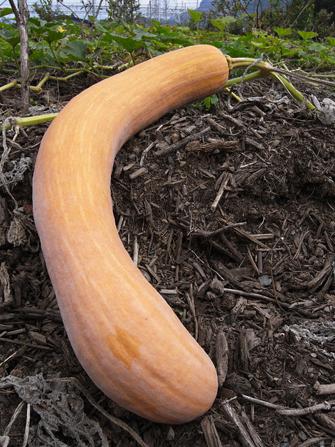 こりゃうまい！形はユニークでも、甘くておいしい「鶴首かぼちゃ」生駒市公式note