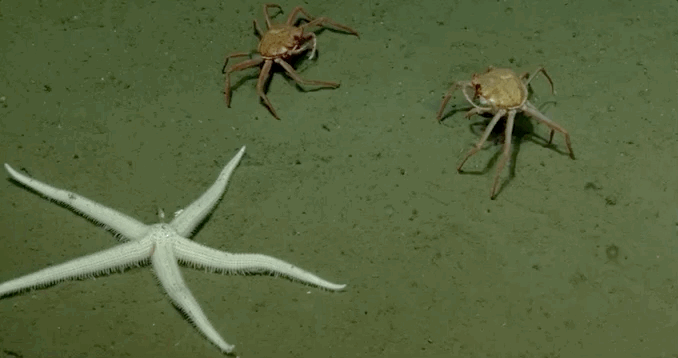 蟹が泡をふいて: まさかり半島日記