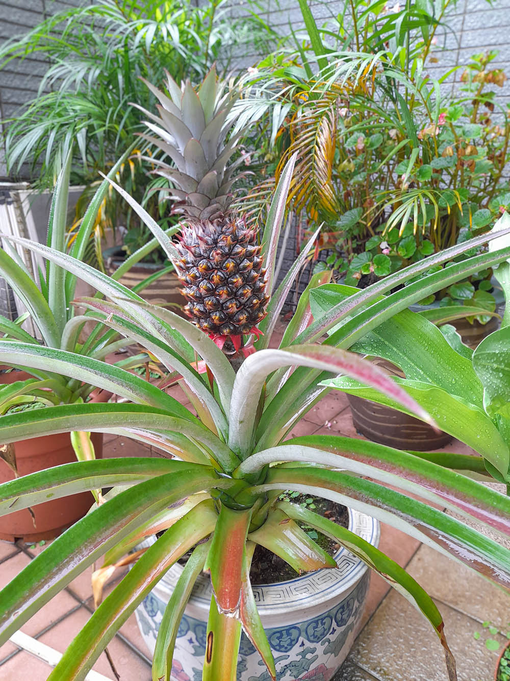 パイナップルを施設栽培していますが、実が大きくならない原因を教えてください