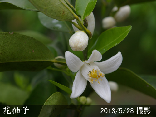 柑橘類 ユズ 柚子花柚子 ハナユ・花ユズ 地中ポット苗 - 果樹苗・大苗・苗木販売の隅田農園@京都亀岡