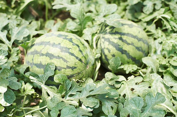 羅皇 ラオウ・ザ・スウィート 1玉入 熊本県産 約5kg すいか 大玉スイカ 厳選 旬の西瓜 果物 くだもの フルーツ デザート –日本フルーツ株式会社 – NipponFruit Co.,Ltd