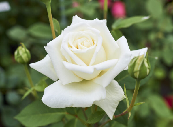 ティー・ローズ : hebdo時季 とき の花