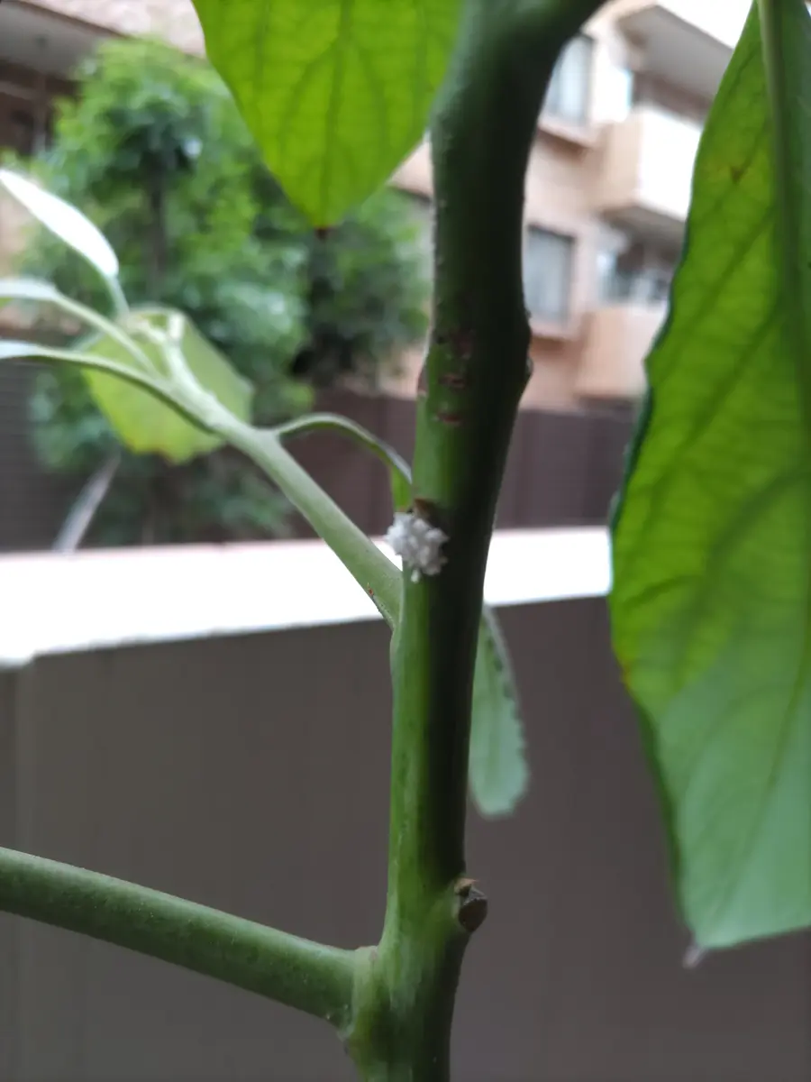 白いアボカドの葉徳島アボカド研究所