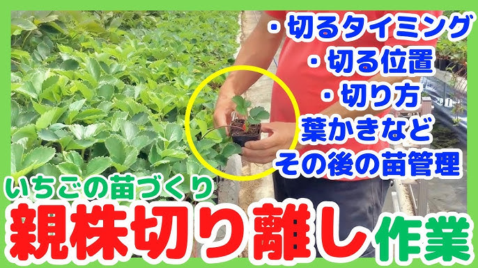 いちごのランナーを使って翌年の苗を作る方法新築の庭で家庭菜園ブログ