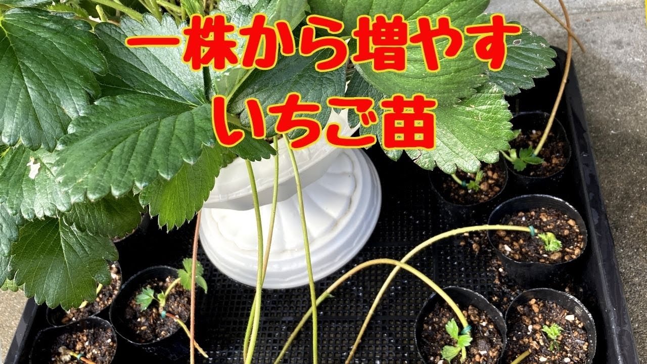 自然農&パーマカルチャー 苺 いちご の苗の作り方、増やし方まんまる楽園まんまる楽園