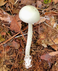 スーパーで買える食用きのこの種類をおさらい♡定番から珍しいものまで味や調理方法をチェック！4yuuu