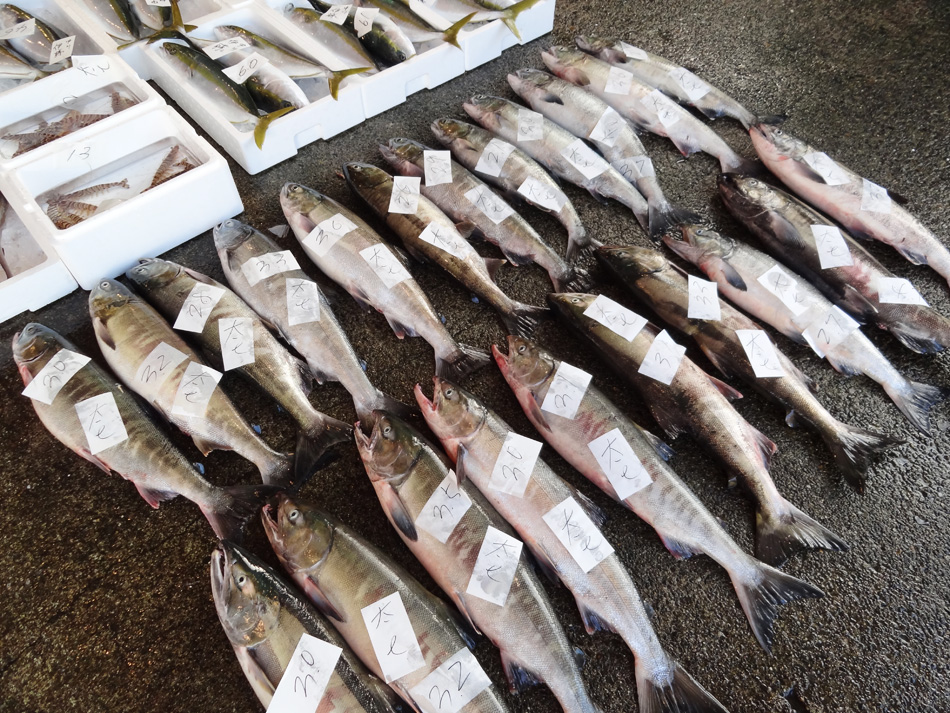 水揚げ好調！カツオ463キロ 尾鷲魚市場で初競り、高級魚のクエも：中日新聞Web