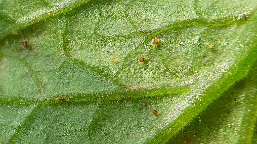 今、ベランダでミニトマトを栽培中です。添付した画像の白い物体がいつも張- Yahoo!知恵袋