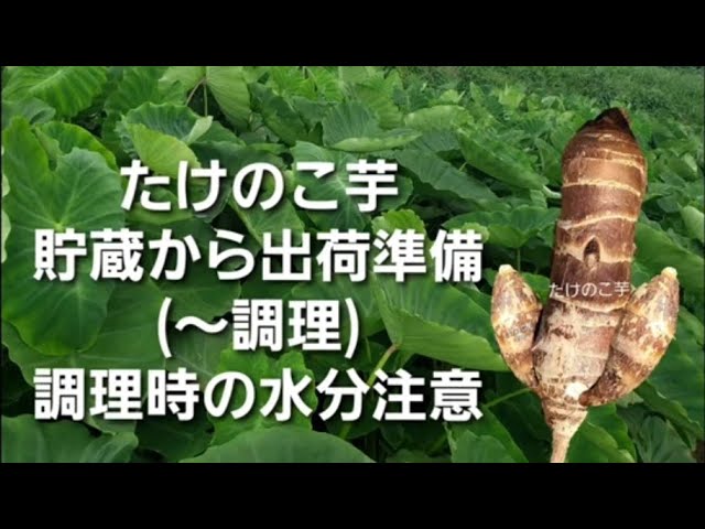 里芋「タケノコ芋」の作付です。のうえん