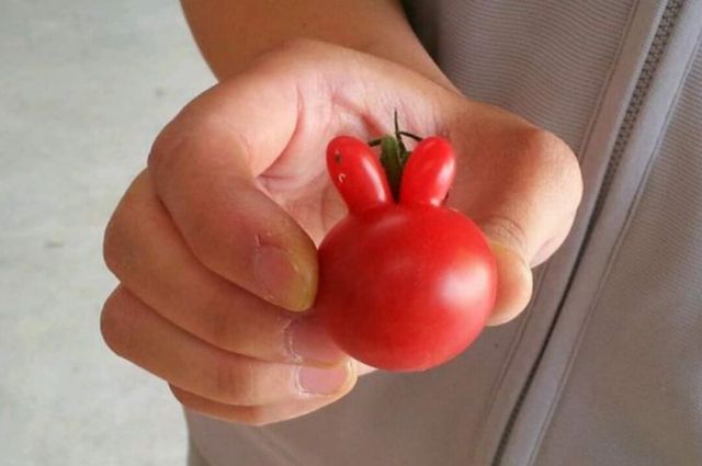規格外 ユニークな形「マッチョトマト」が大バズリ