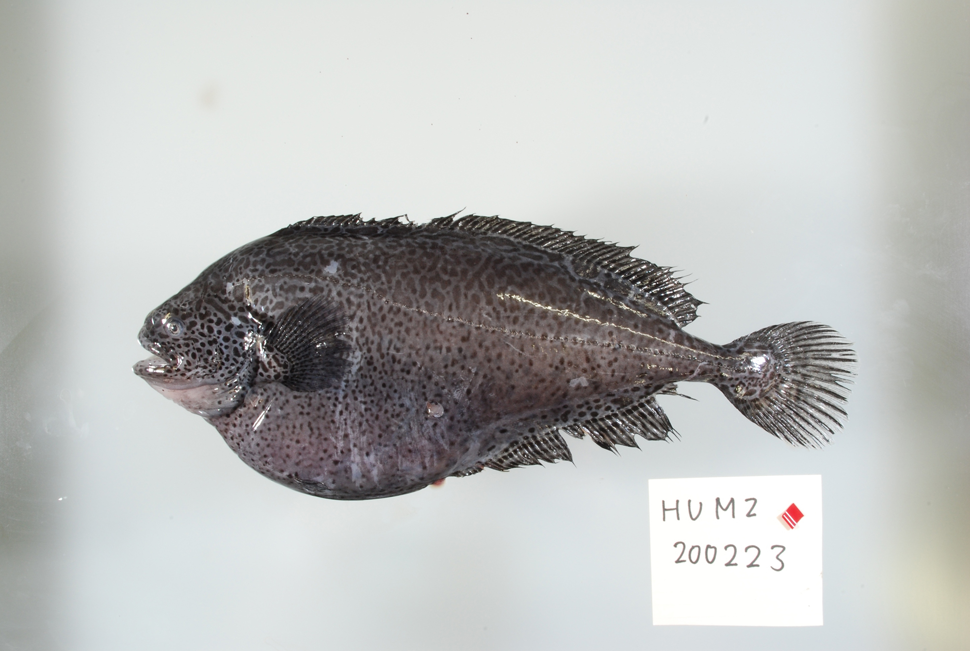 ハコダテ 北大総合博 水産科学館 on X: 