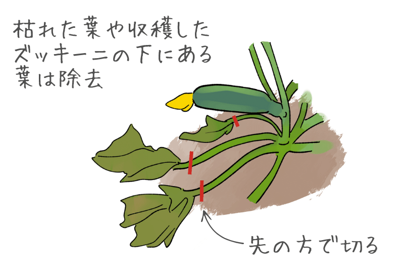 ズッキーニの栽培管理技術と方法アグリくまもと
