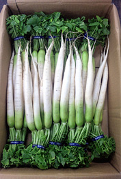 青梗菜🥬と二十日大根を育てる。🍀GreenSnap グリーンスナップ