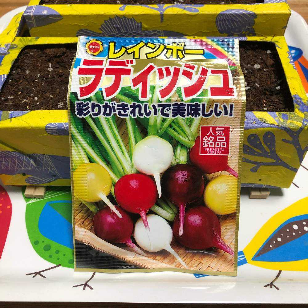 家庭菜園や農園の春大根栽培は種を牛乳パックで防寒！ピリッと辛くて美味しい春大根の育て方！ 農家直伝