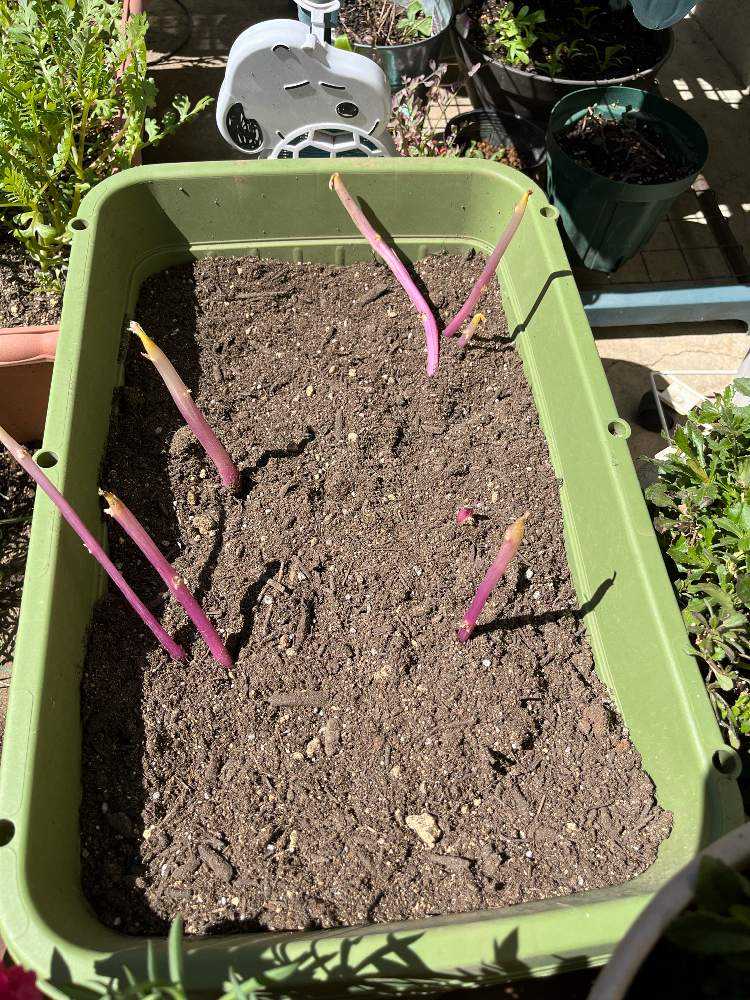 緑色になったら要注意！ 気をつけたい、新じゃがいも保存法 - ウェザーニュース