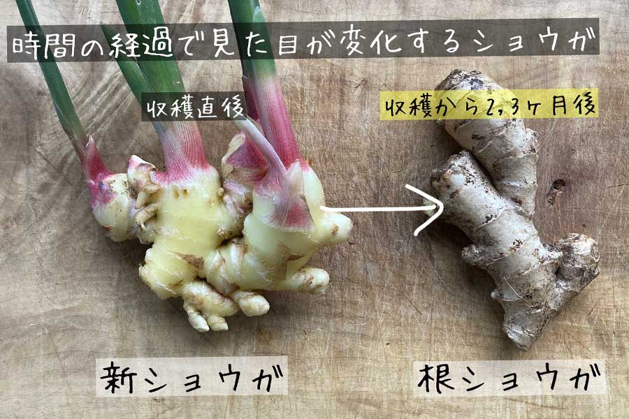 生姜収穫＆保存方法ニャハハの家庭菜園－ポタジェと水耕栽培