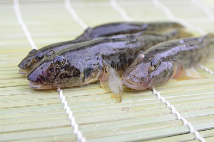鰭 ヒレ にもいろいろあるんです - ラボ日記