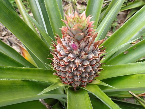 パイナップルの育て方・栽培方法冬越しのコツなど鉢植えのコツ伝授となりのカインズさん