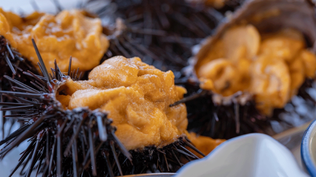 スカシカシパンはウニの仲間？菓子パンそっくりな不思議生物の生態を紹介！いきふぉめーしょん