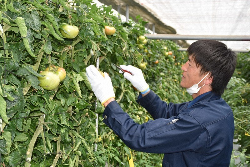 Amazon.co.jp:糖度9度以上完熟 高糖度 トマト フルーツトマト 900g10～12個金賞受賞 スーパーフルーツトマト茨城県 NKKアグリドリーム 西村青果 : 食品・飲料・お酒