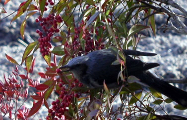 ナンテン 南天 はどんな木？種類・花言葉・赤い実の薬効と毒性まとめおしえて！田舎センセイ
