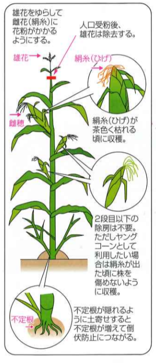 スイートコーン トウモロコシ の育て方プランター栽培、肥料の与え方も解説 – 自然暮らし