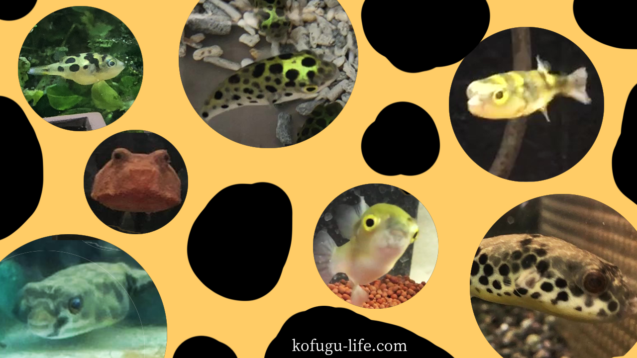 小さいフグ、かわいいクサフグを叩きつけるってヒドイ