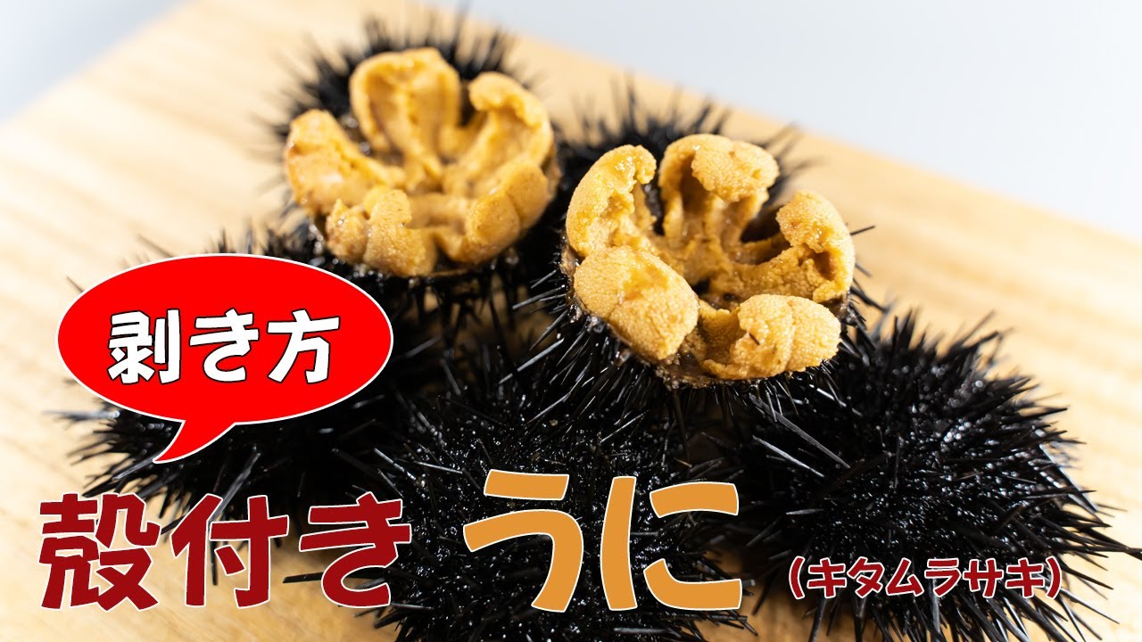 第1回 ウニの世界 〜多種多様なウニ殻の魅力あなたの知らない○○ワールド連載記事BuNa - Bun-ichi Nature WebMagazine 文一総合出版