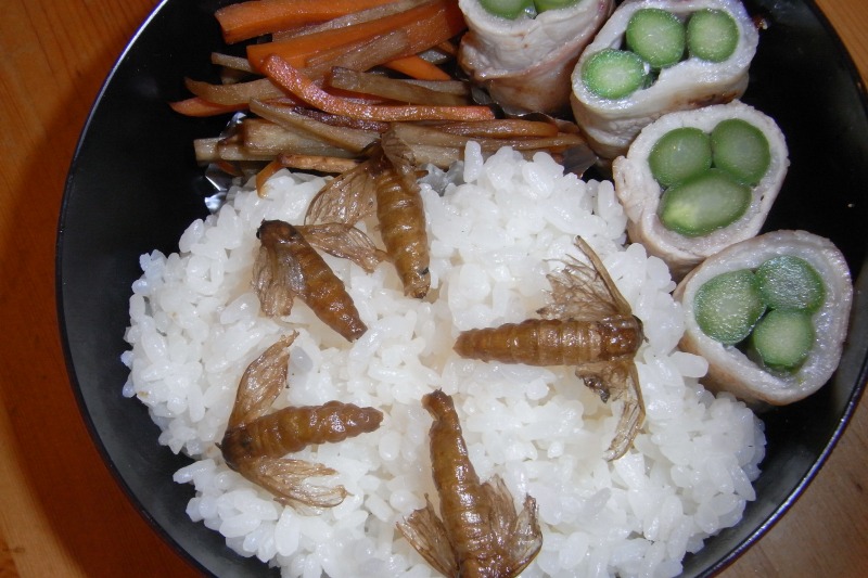 みきママさん「お弁当でいじめられないか」不安になるも息子の反応は独創的な「頭のよくなる弁当」がすごい - ECナビ