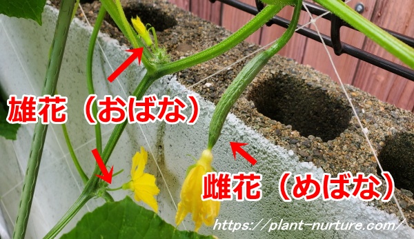 キュウリ 花が咲かないキュウリの育て方.com