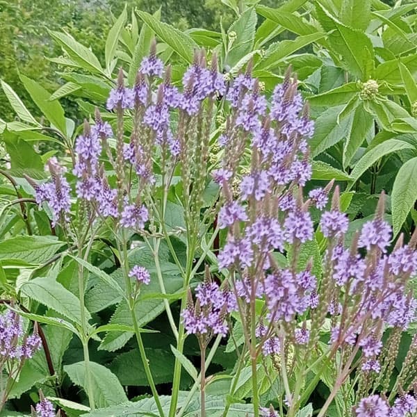 バーベナ・ハスタータ植物写真鑑