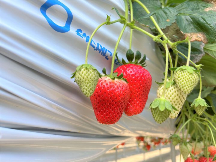 いちごの植え方、プランター、ランナー等、いちごの栽培を徹底解説！ - みんなのブログ体験農園なら貸し農園 市民農園 のシェア畑