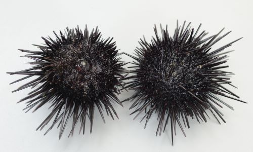 生ウニの通販 産地直送 レシピ6選