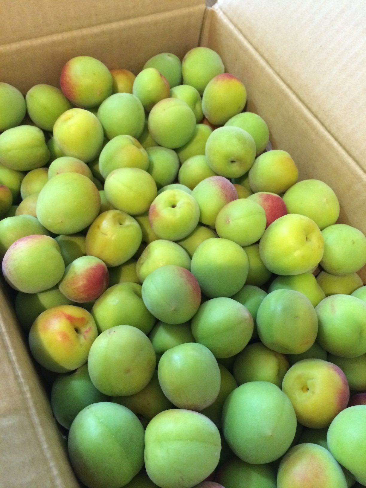 2024初梅干し〜小田原産十郎梅を追熟させて梅干しに、改めてジップロック使用の梅干しの漬け方と追熟の仕方 2024十郎梅その１ 梅ももあんず