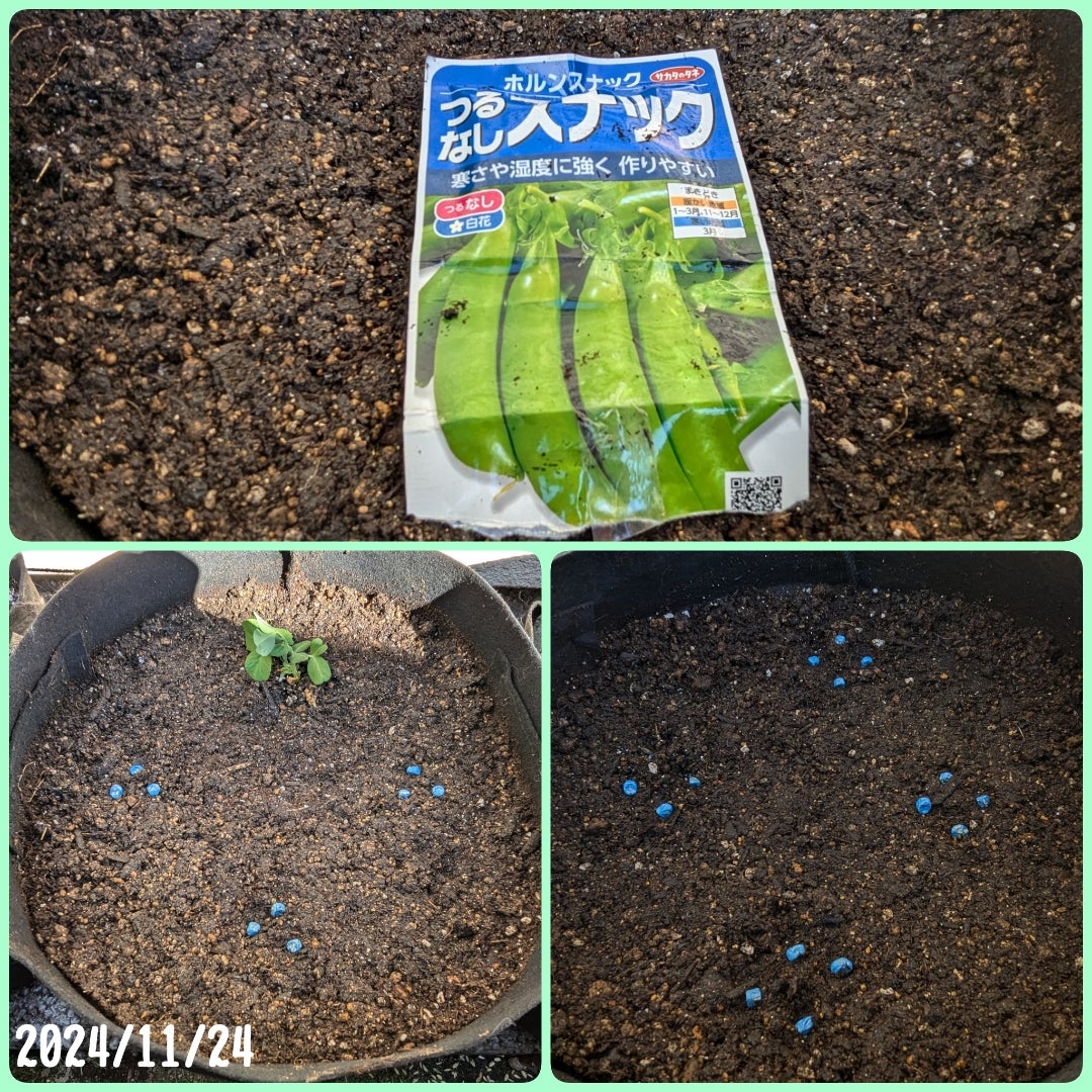 2022年 ダイソーの種で冬越しの野菜が収穫出来たよ！ - 87diary