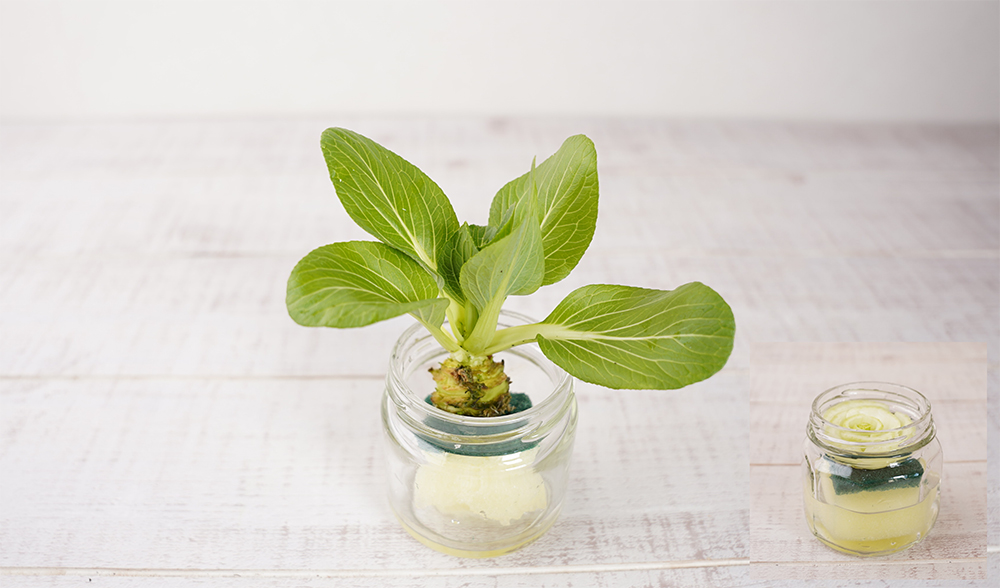 育てて楽しい！食べておいしい！人気の「再生野菜 リボベジ 」にチャレンジしませんか？リシェルスペシャルサイト