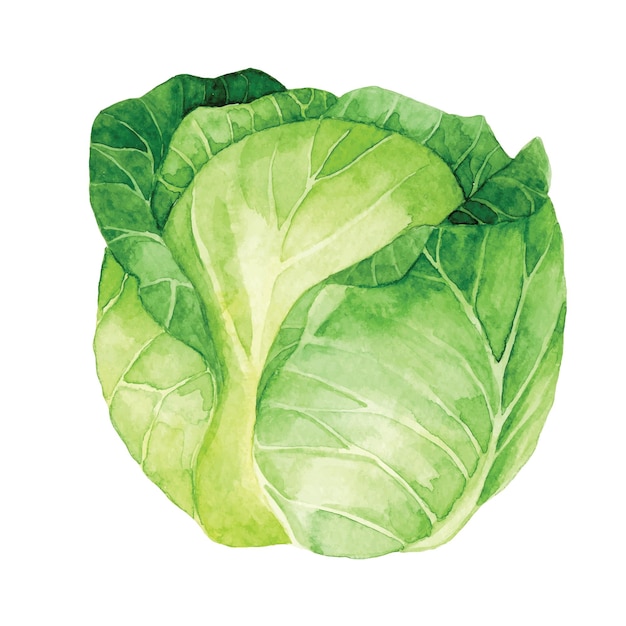 千切りキャベツリアルイラスト無料イラスト・フリー素材なら「イラストAC」