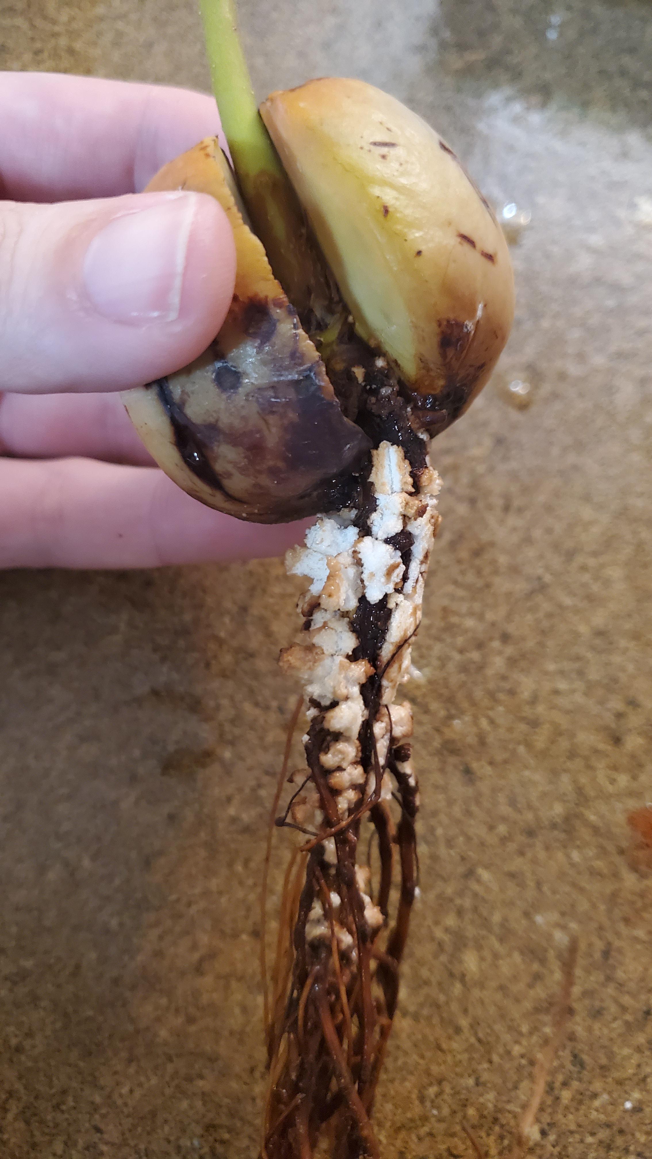 昨日買ってきたアボカドなんですけどこれって腐ってますか？白い部分はカビ？- Yahoo!知恵袋