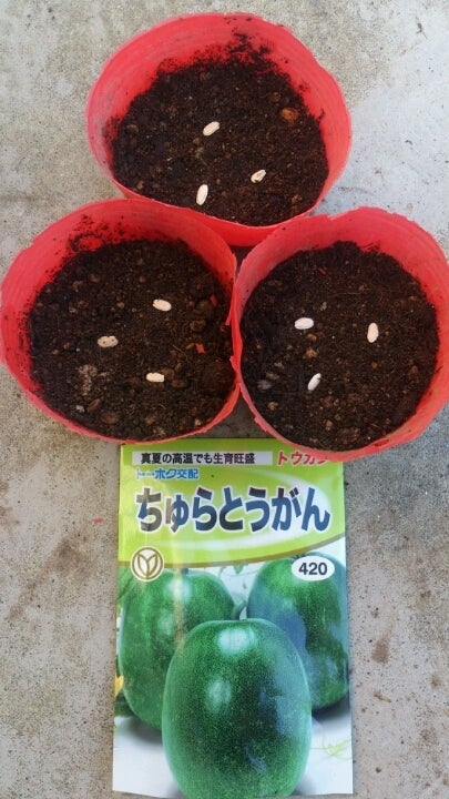 良い冬瓜を届けたい。家族とのチームワークで生産を続ける岡山の農業人紹介生産者・組合員の皆さまJA岡山