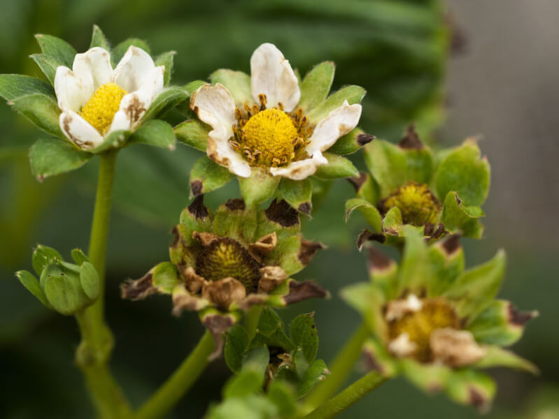 いちご葉先が枯れたらカルシウム不足？チップバーンミライ菜園