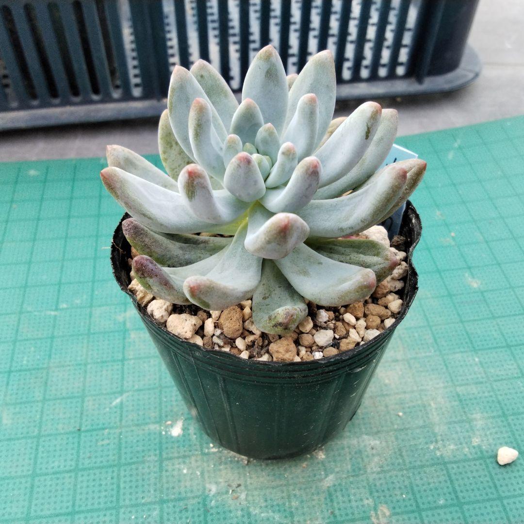 munen、「munen byわたあめあう」を配信開始THE MAGAZINE