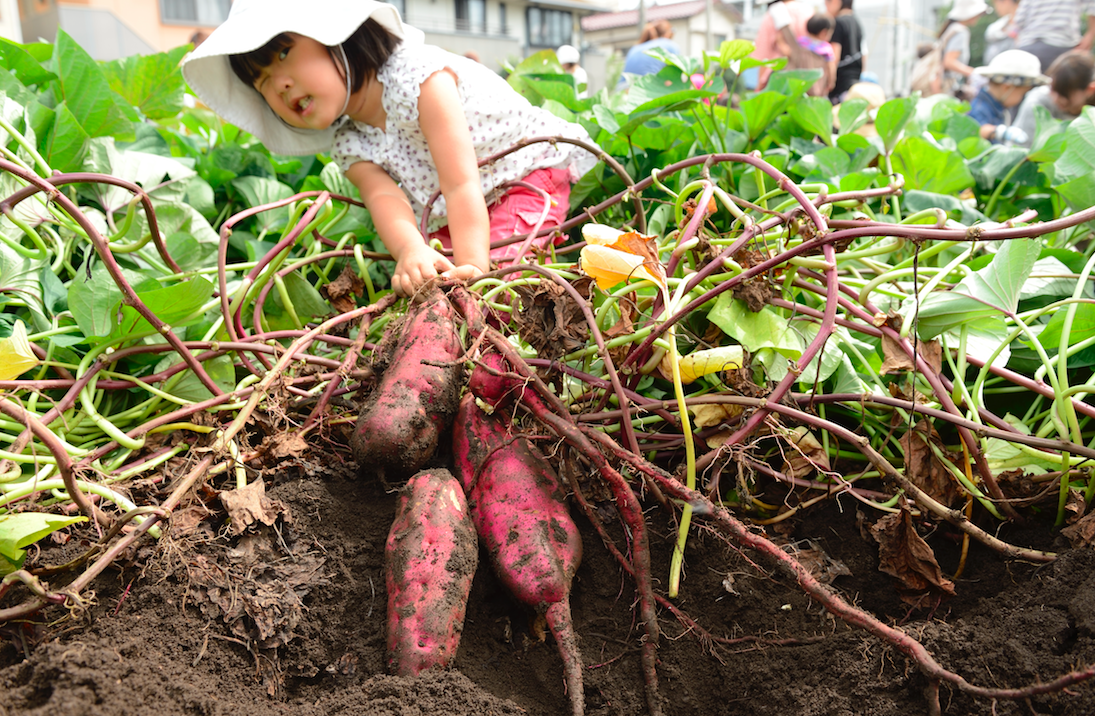 幻のさつまいも、蔓無源氏とはさつまいもアンバサダー協会