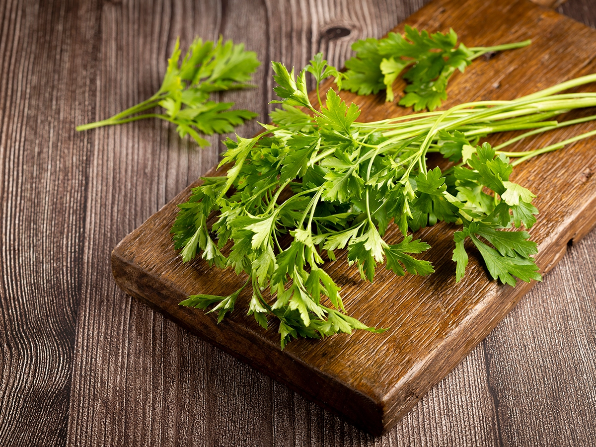 イタリアンパセリの苗買ってきました✨ バジルの代わりと言ってはなんですが、大事に育てたいと思います😊イタリアンパセリイタリアンパセリ栽培イタリアンパセリは自家製ハーブ栽培ハーブガーデンハーブハーブティ